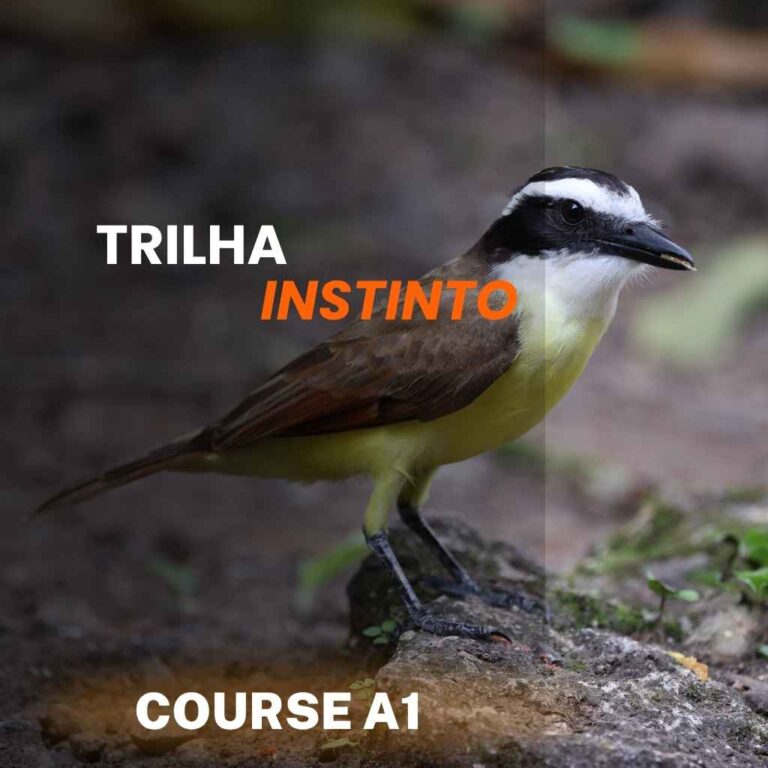Curso Bem-Te-Vi A1 – Trilha Instinto