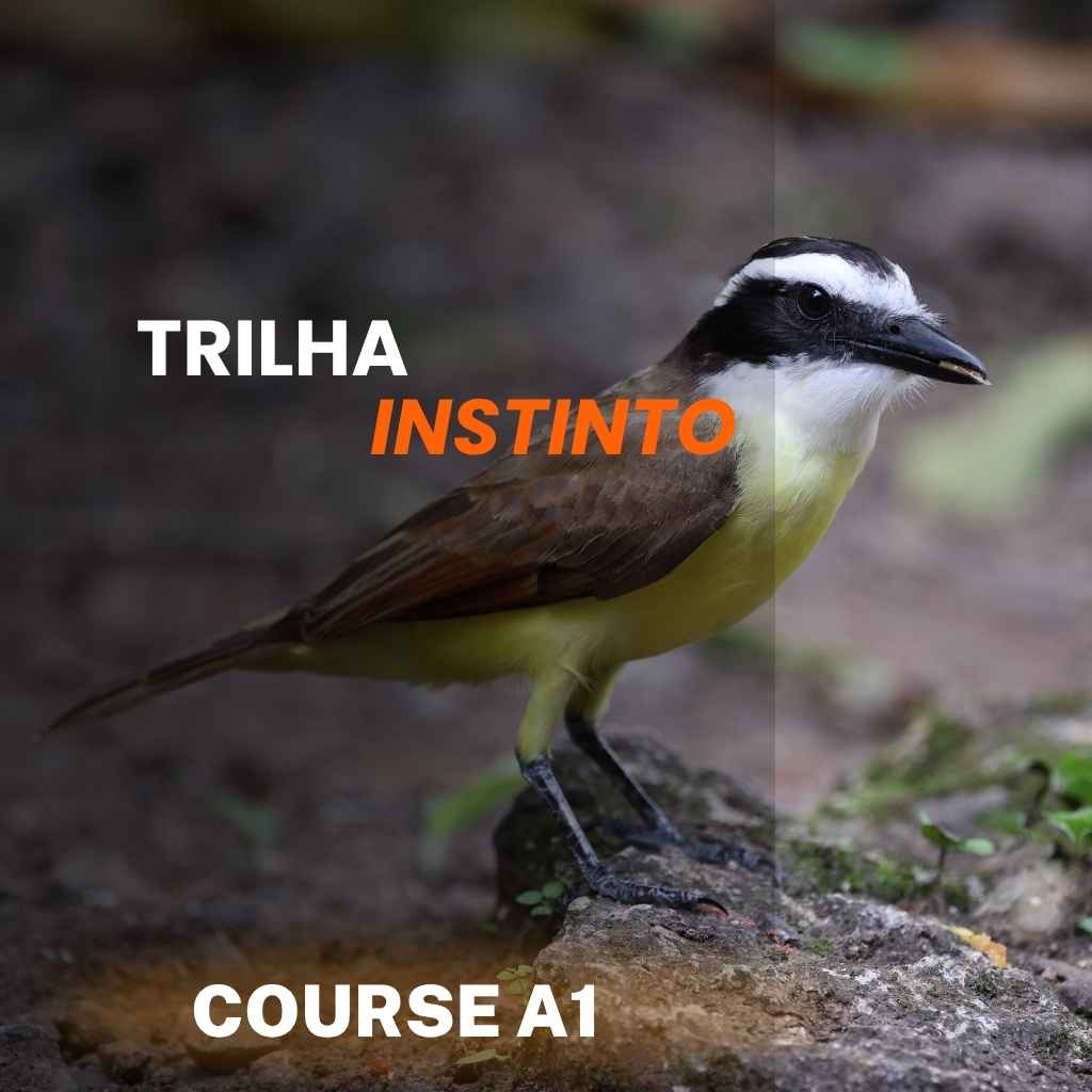 Curso Bem-Te-Vi A1 – Trilha Instinto